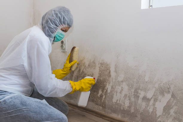 Best HVAC Mold Inspection and Cleaning  in Riverside, UT