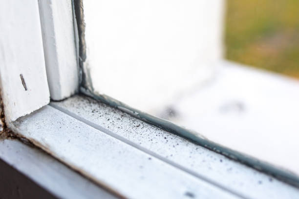 Environmental Consulting for Mold Prevention in Riverside, UT